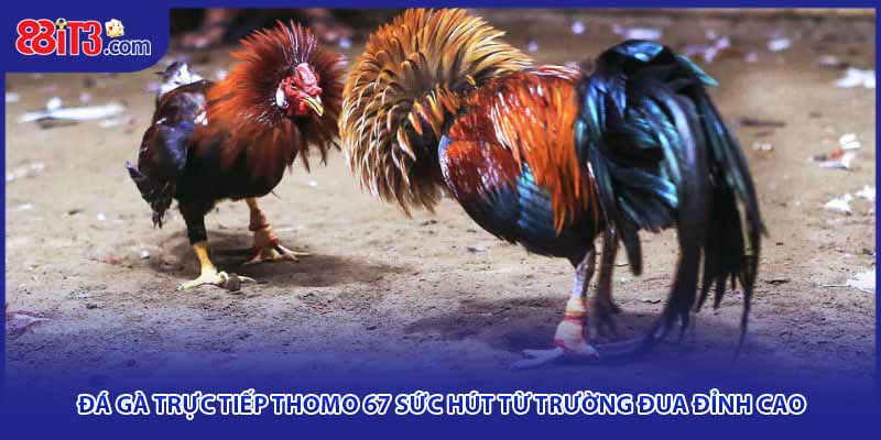 Đá Gà Trực Tiếp Thomo 67 – Trận Đấu Căng Như Dây Đàn